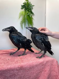 Розмовляючий ворон крук, домашній птах, ручний птах, чорний ворон домашній, ручний крук