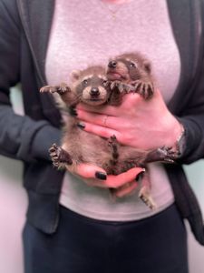 Ручні малята єнот полоскун, енот, єнотики, домашній єнот, дівчинка єнот, хлопчик єнот