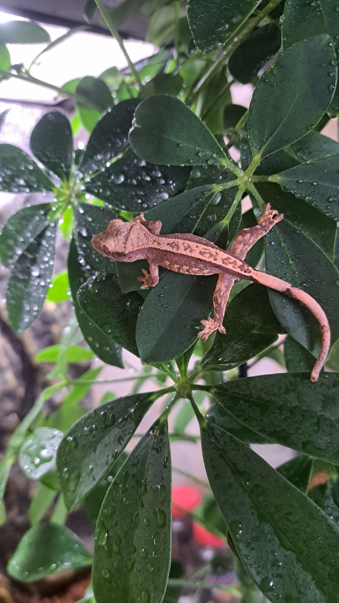 Війчастий бананоїд