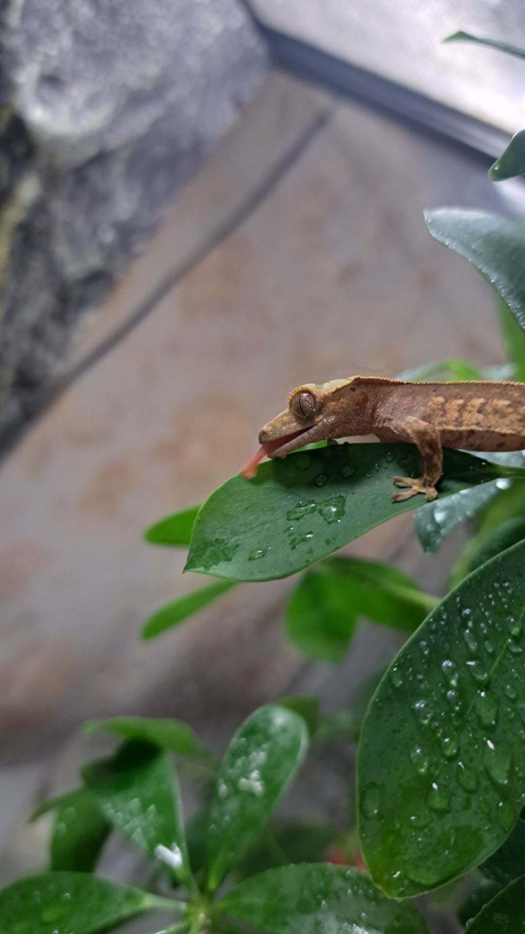 Війчастий бананоїд