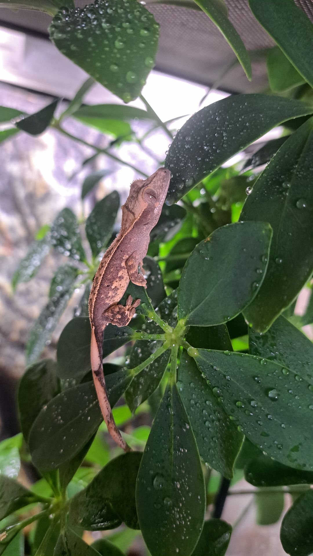 Війчастий бананоїд