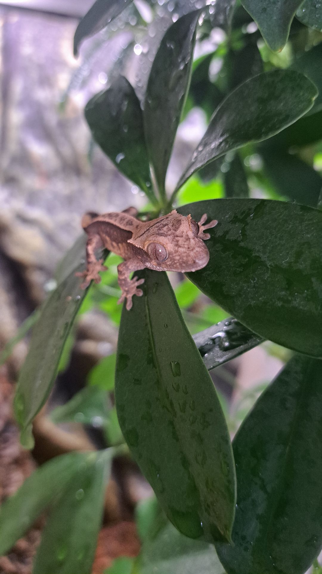 Війчастий бананоїд