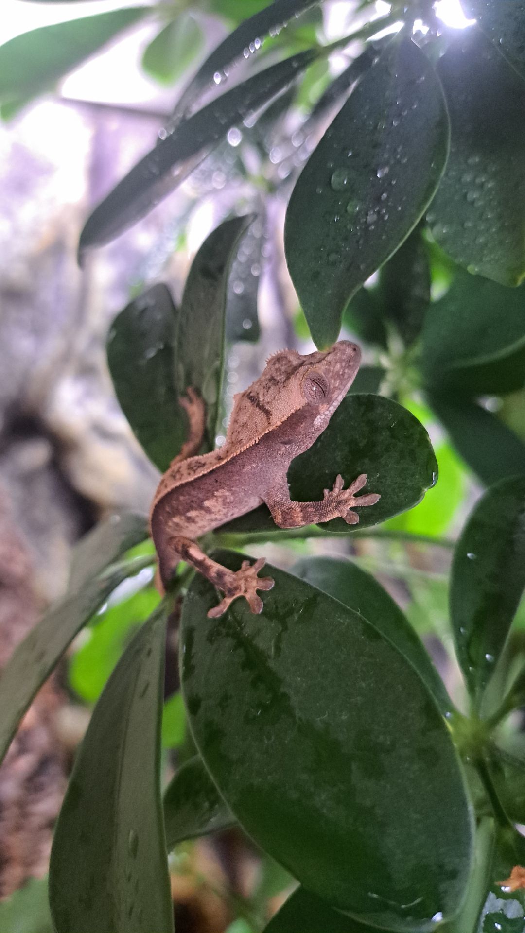 Війчастий бананоїд
