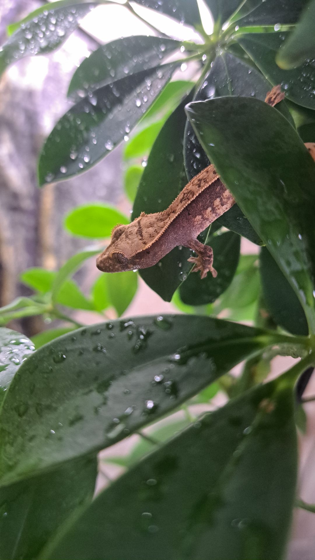 Війчастий бананоїд