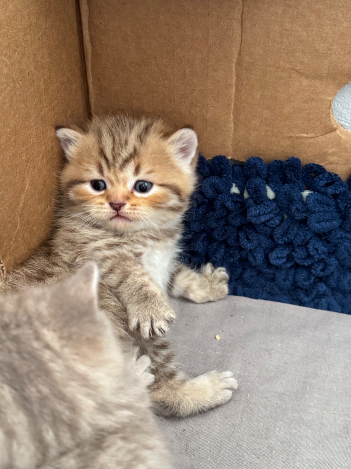 Шотландські кошенята