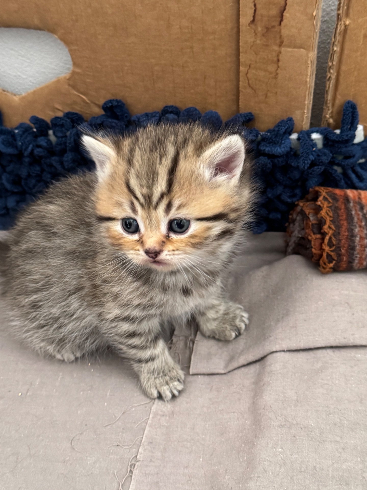 Шотландські кошенята