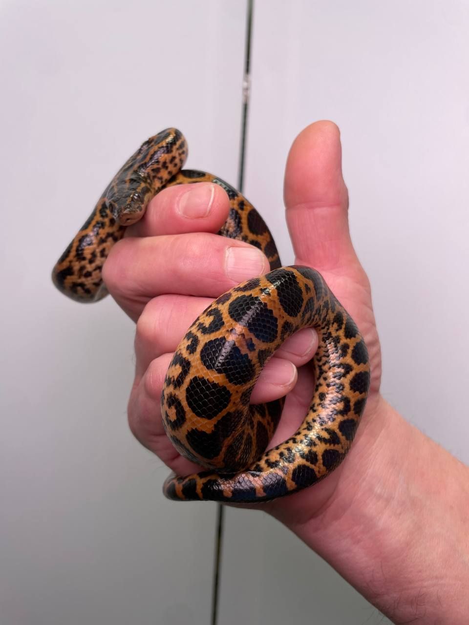 Парагвайська карликова анаконда, не отруйна змія, жовта анаконда, домашня анаконда