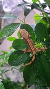 Війчастий бананоїд