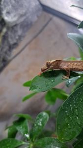 Війчастий бананоїд