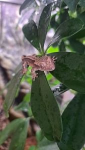 Війчастий бананоїд