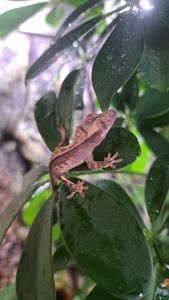 Війчастий бананоїд