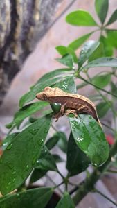 Війчастий бананоїд