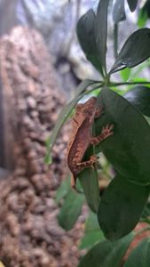 Війчастий бананоїд