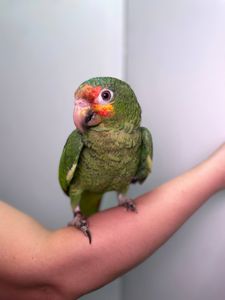 Ручний розмовляючий амазон, жовтощокий амазон, червонолобий амазон, папуга амазон, амазончик