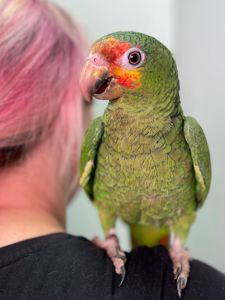 Ручний розмовляючий амазон, жовтощокий амазон, червонолобий амазон, папуга амазон, амазончик