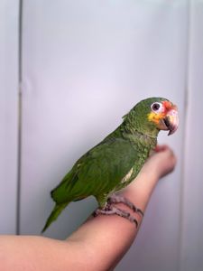 Ручний розмовляючий амазон, жовтощокий амазон, червонолобий амазон, папуга амазон, амазончик