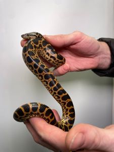 Парагвайська карликова анаконда, не отруйна змія, жовта анаконда, домашня анаконда