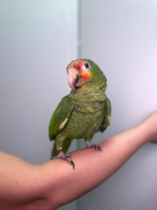 Ручний розмовляючий амазон, жовтощокий амазон, червонолобий амазон, папуга амазон, амазончик