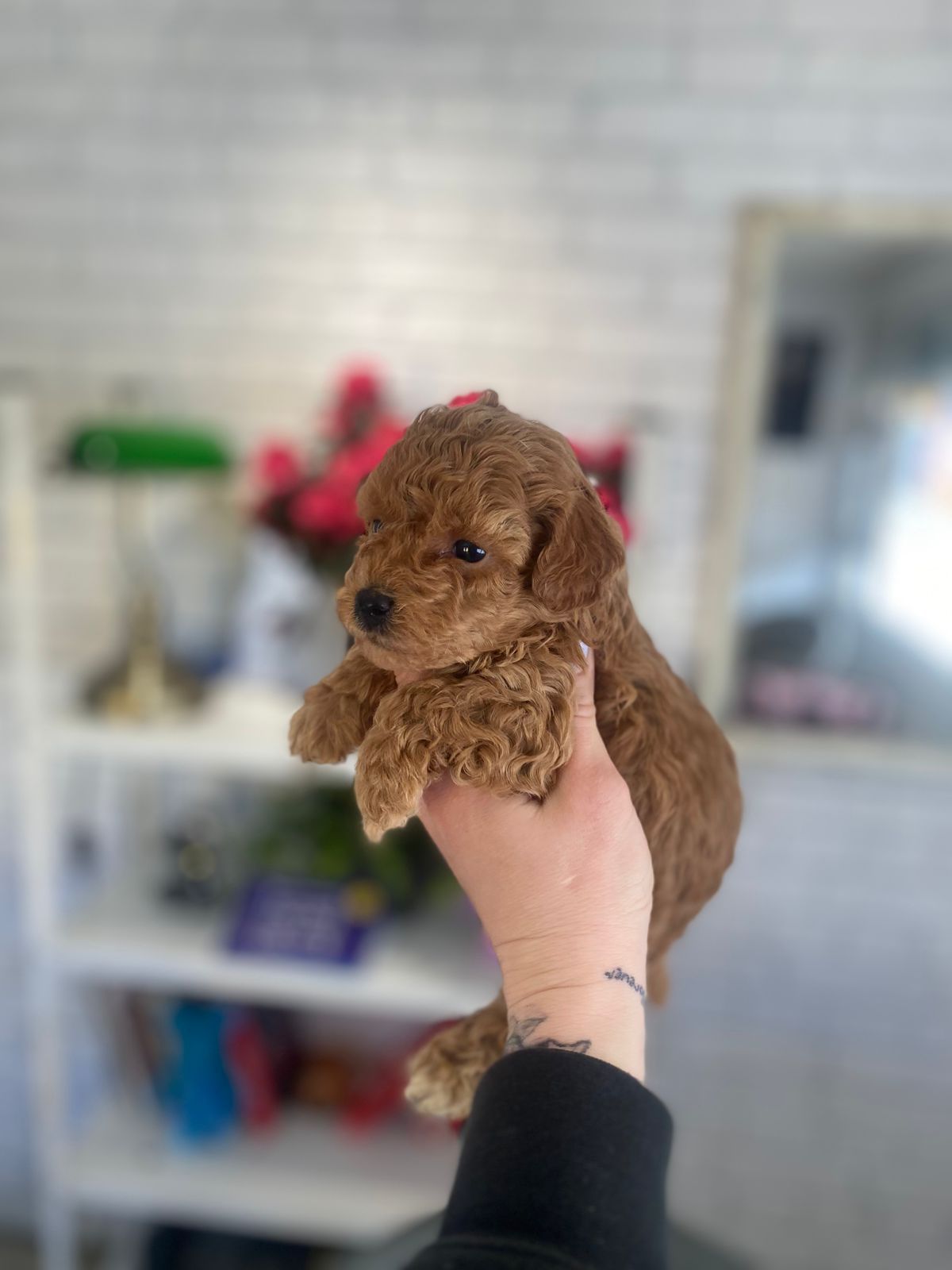 Щенки Мальтипу ф1