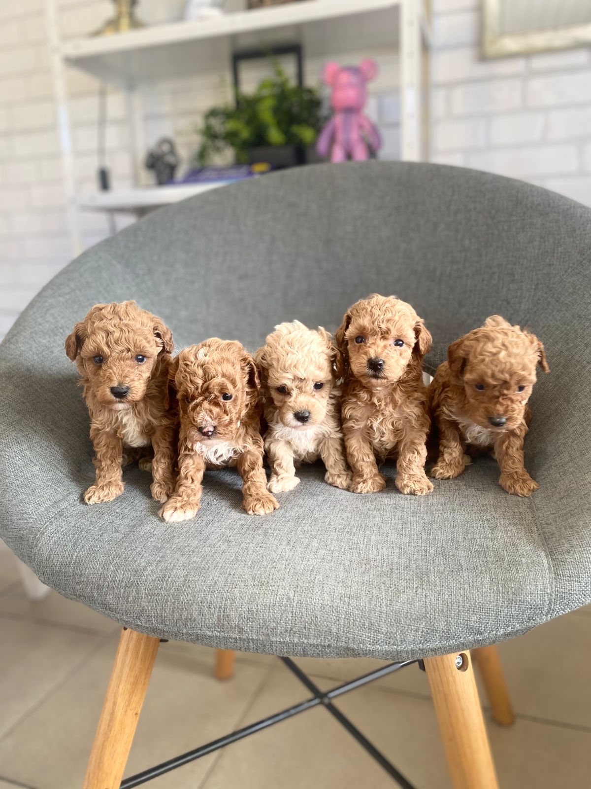 Щенки Мальтипу ф1