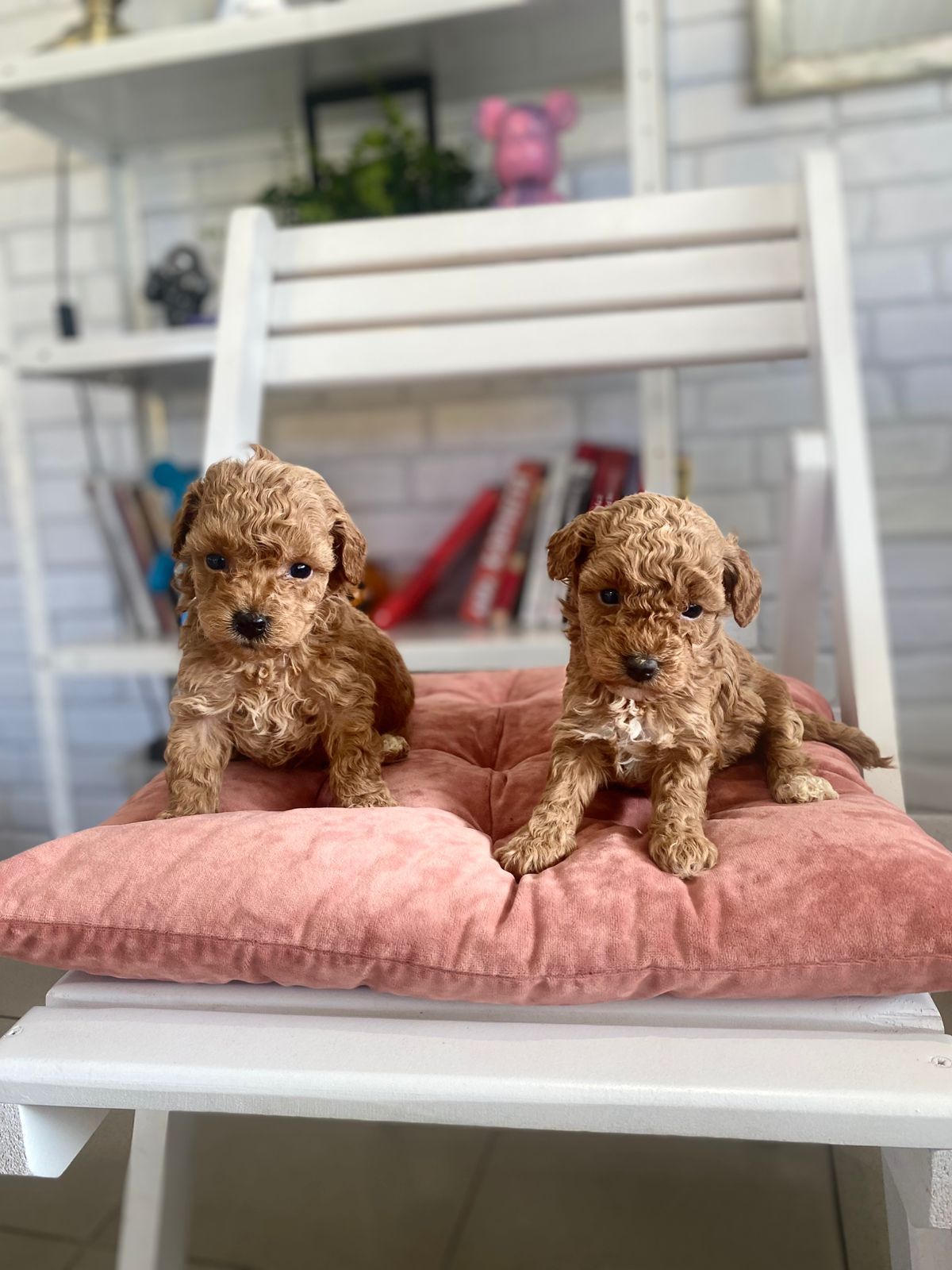 Щенки Мальтипу ф1