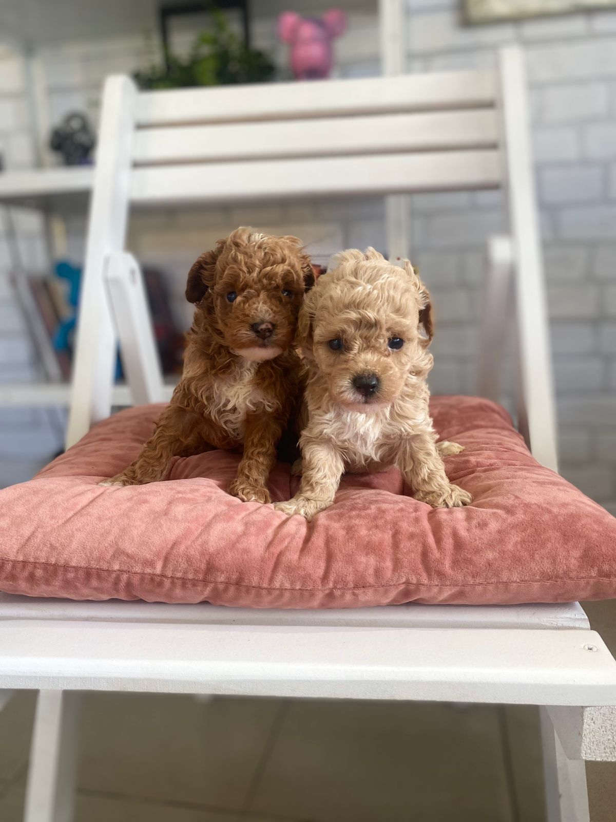 Щенки Мальтипу ф1