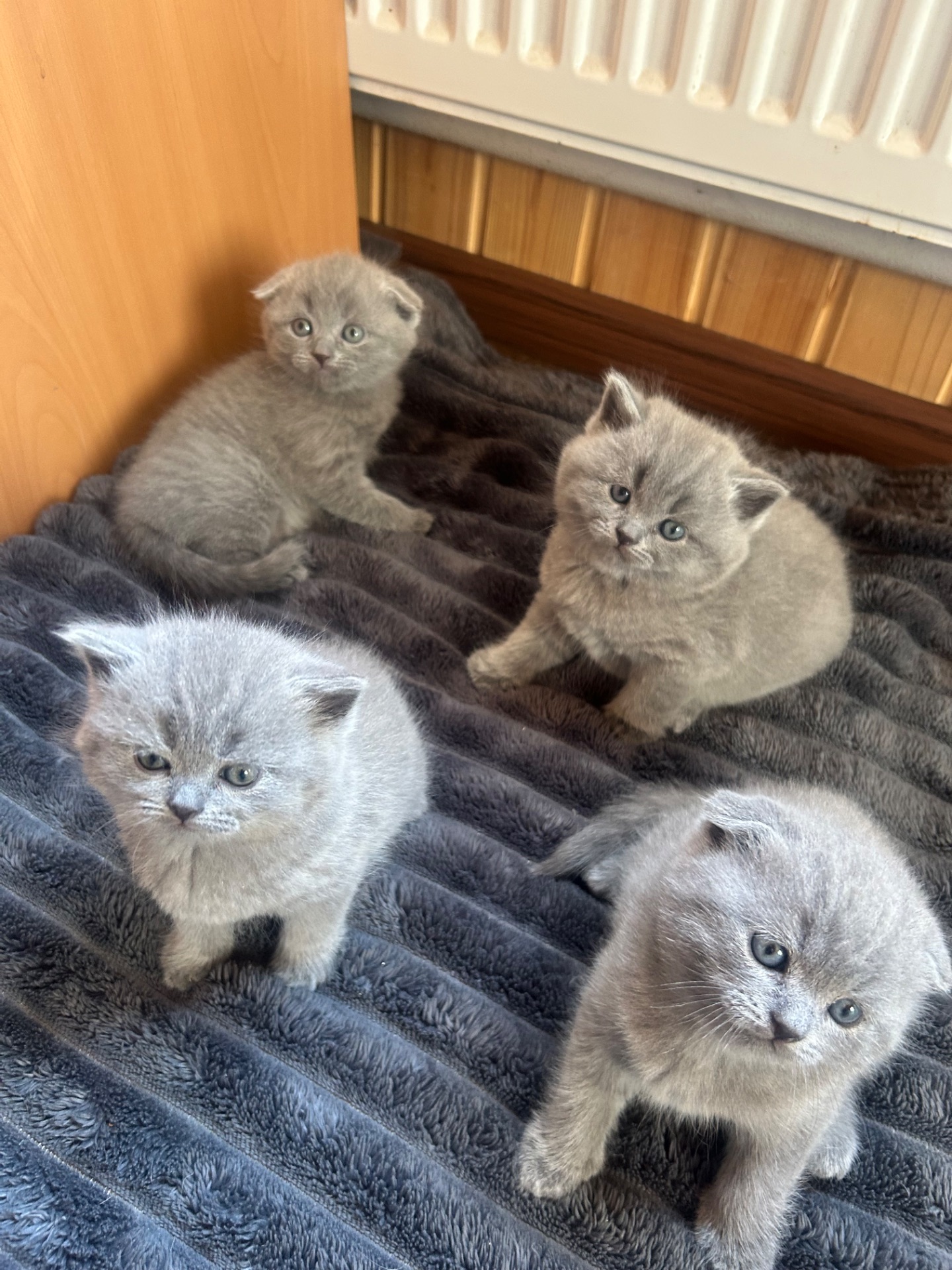 Шотландські кошенята