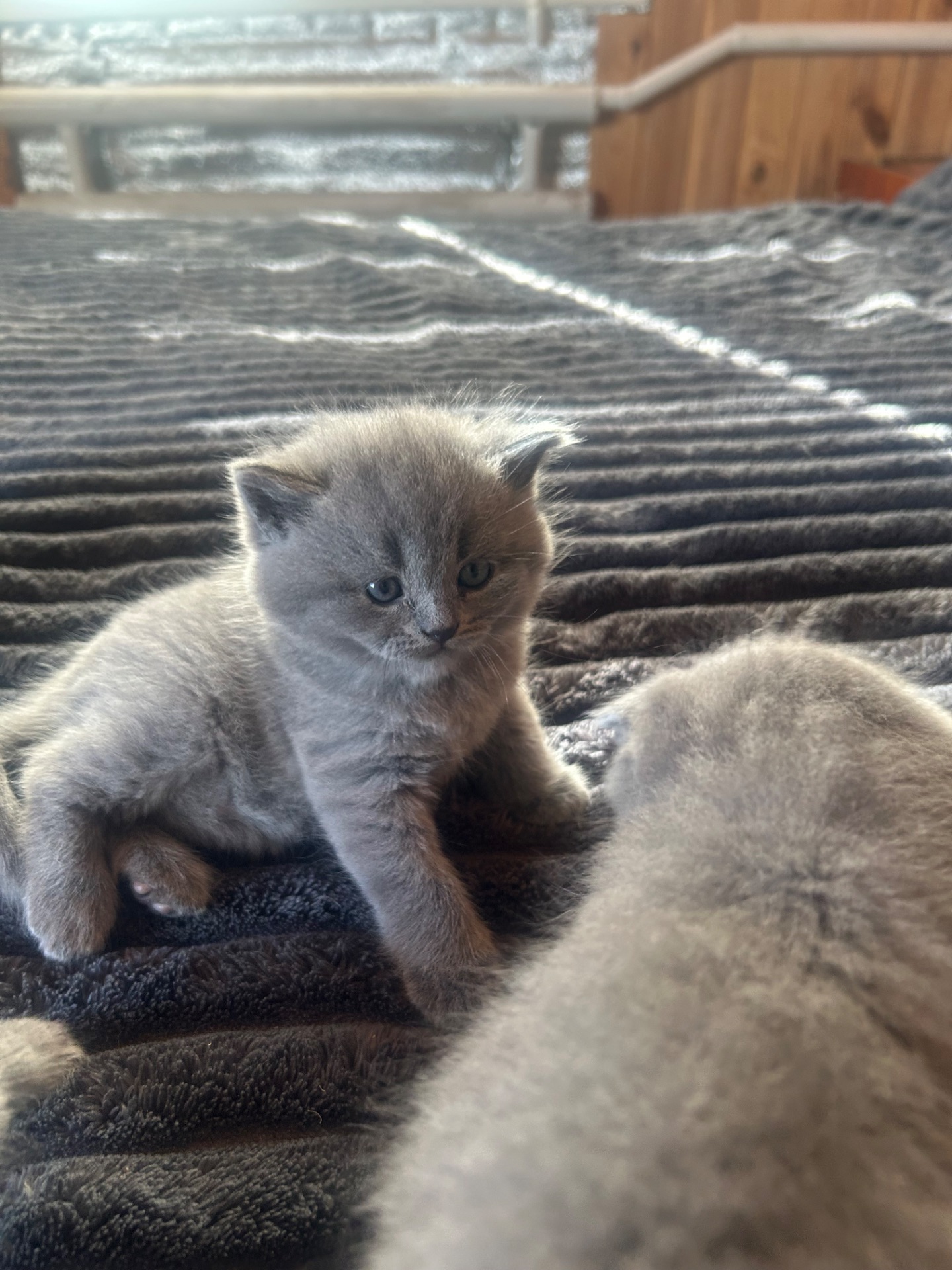 Шотландські кошенята