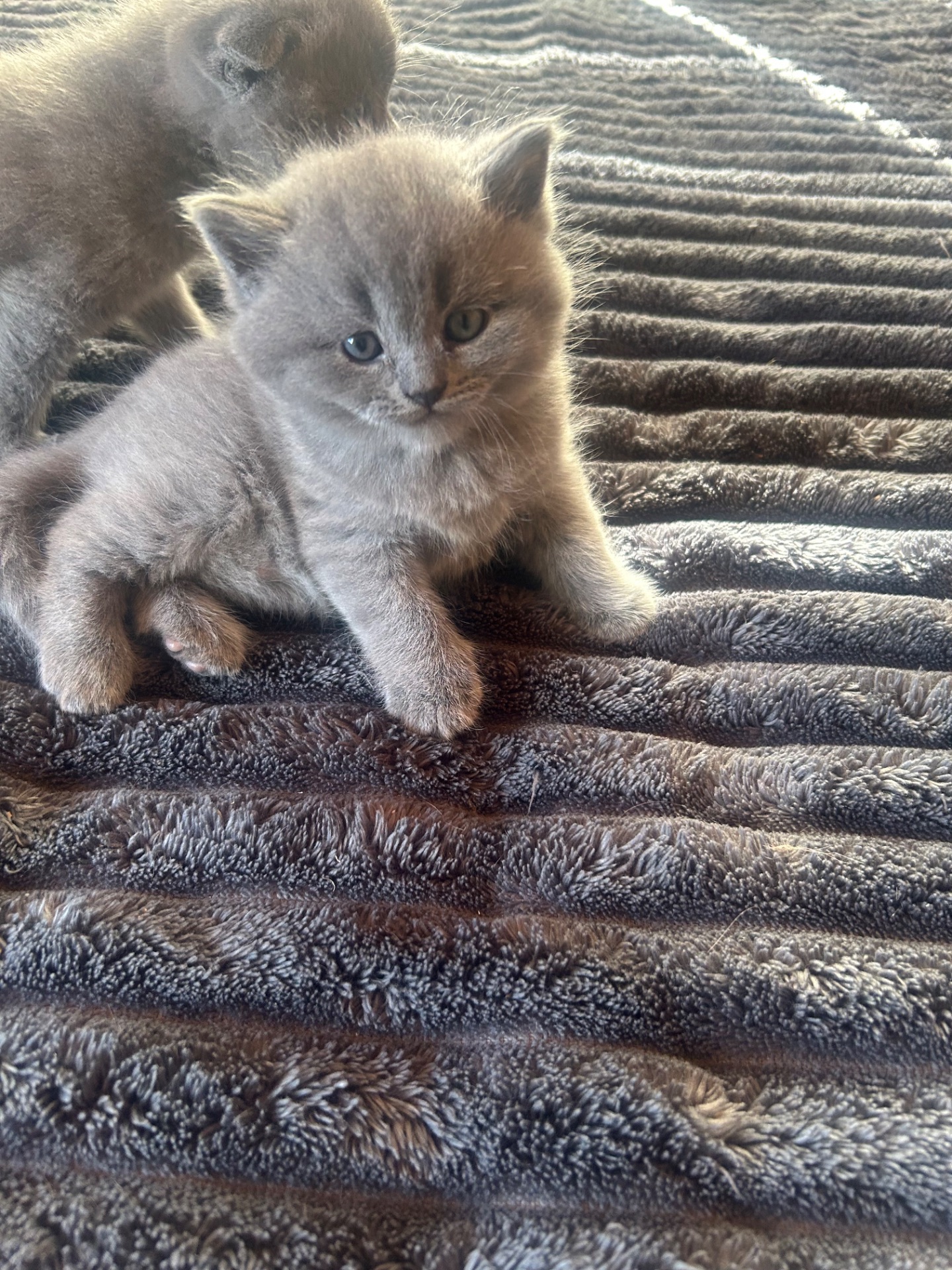 Шотландські кошенята