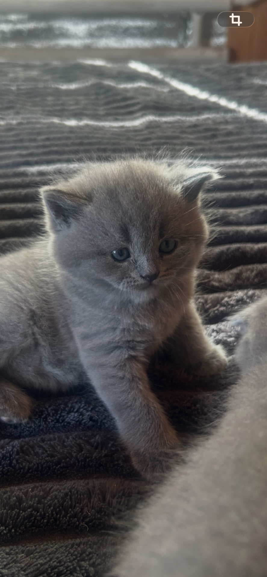 Шотландські кошенята