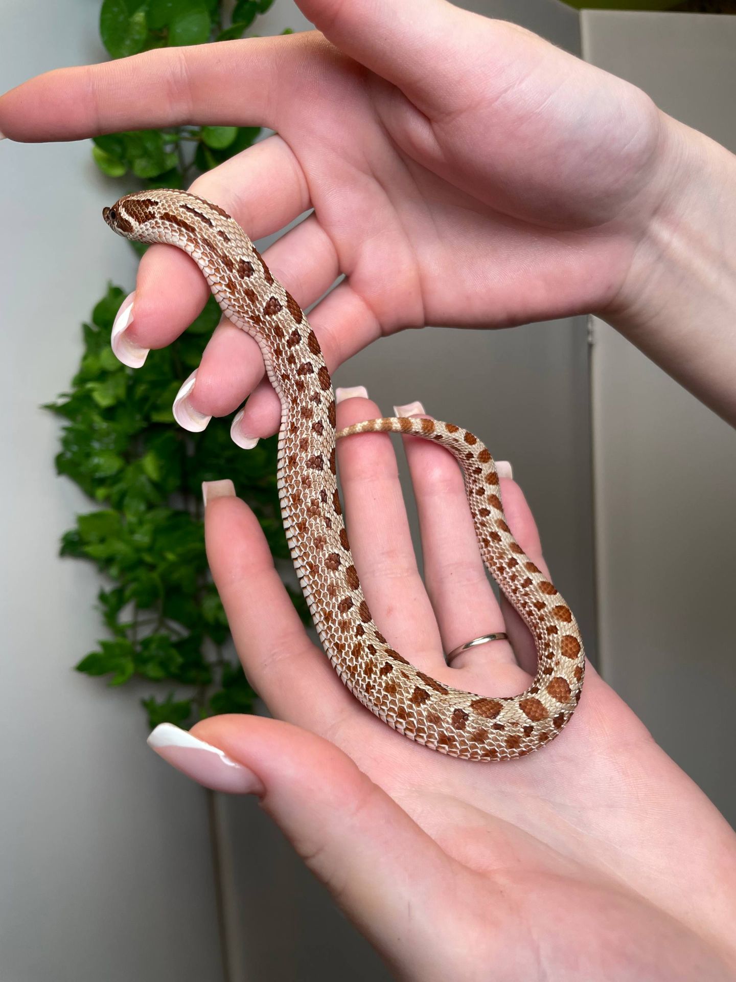 Карликова носата змія, свиноносий вуж, свинорила змійка, ручна змія, безпечна змія