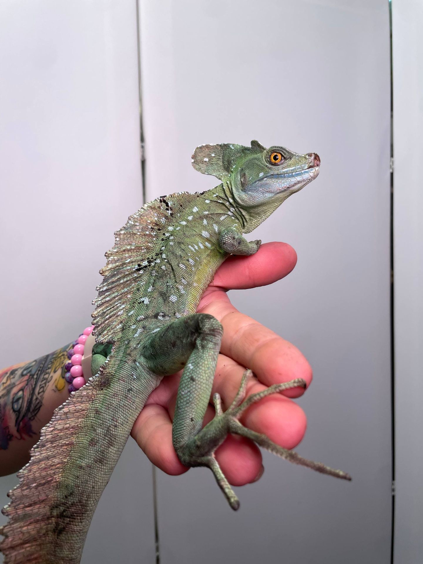 Яшірка василіск, шоломоносний василіск, ящір що бігає по воді, зелена ручна ящірка, василиск