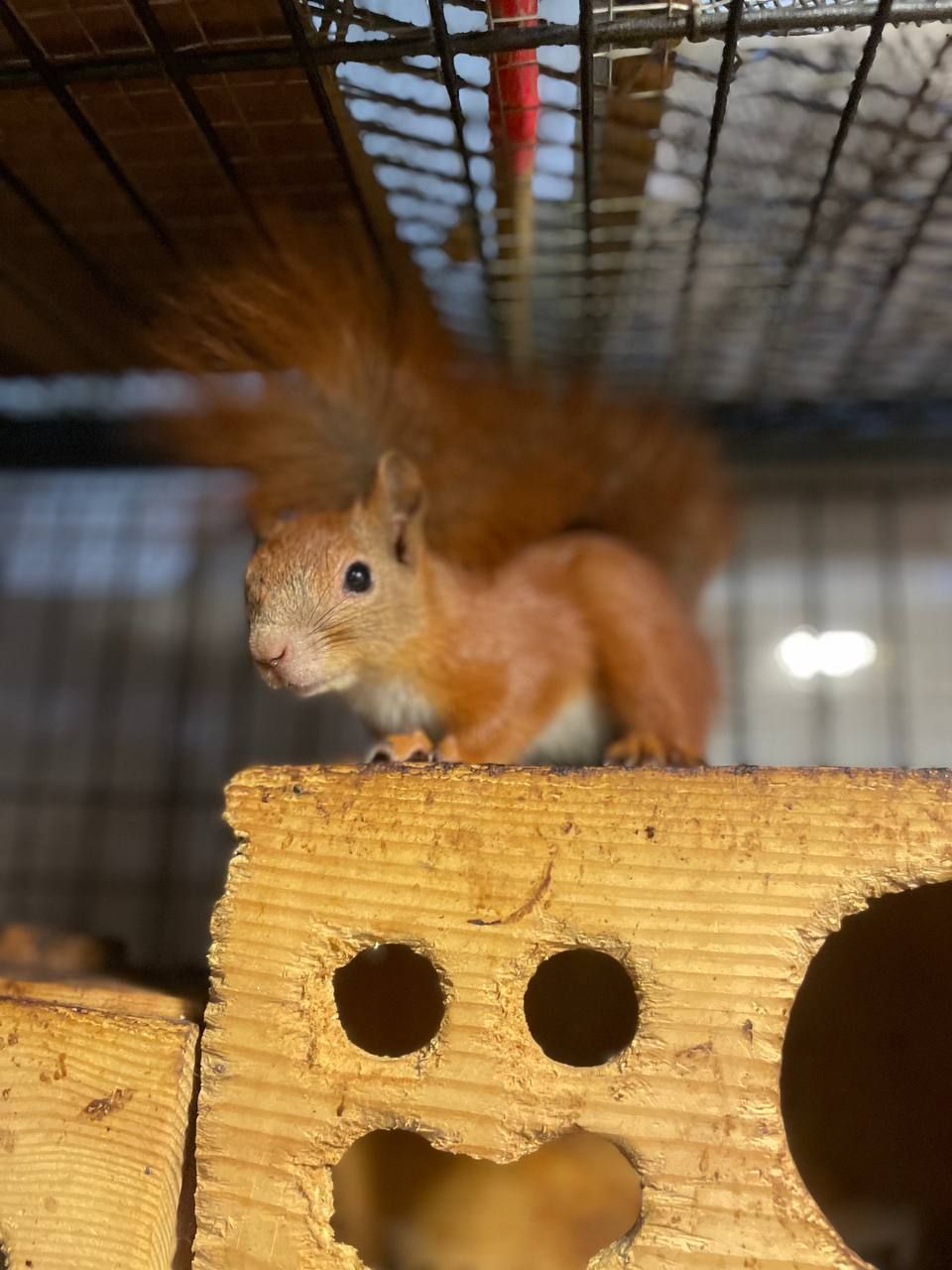 Ручна білочка, більченя, європейська білочка, маленька білочка, вольєрна білочка