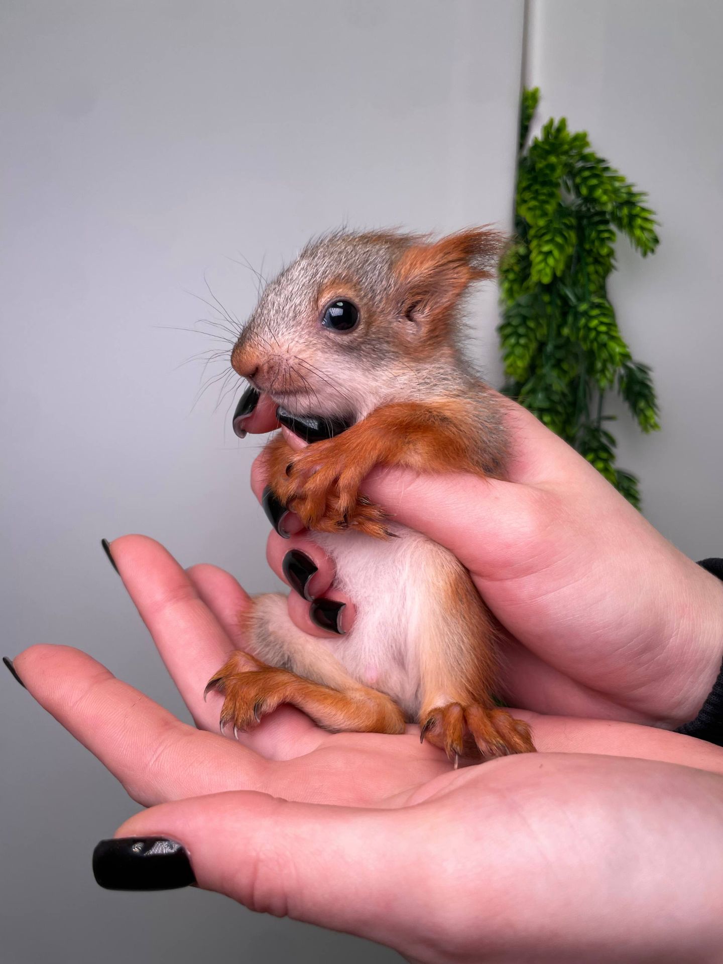 Ручна білочка, більченя, європейська білочка, маленька білочка, вольєрна білочка