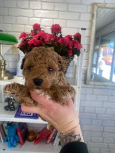 Щенки Мальтипу ф1