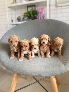 Щенки Мальтипу ф1