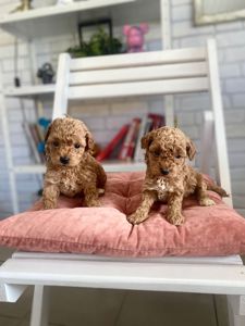 Щенки Мальтипу ф1