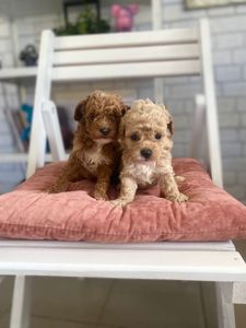 Щенки Мальтипу ф1