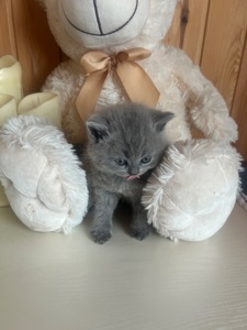 Шотландські кошенята