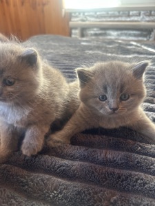 Шотландські кошенята