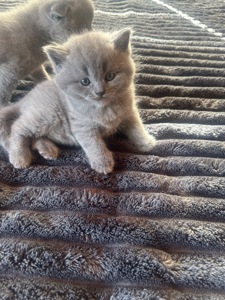 Шотландські кошенята