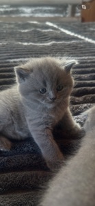 Шотландські кошенята