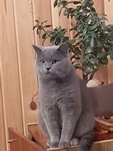 Шотландські кошенята