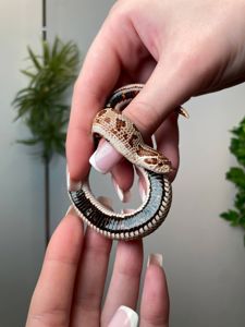 Карликова носата змія, свиноносий вуж, свинорила змійка, ручна змія, безпечна змія