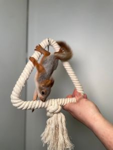 Ручна білочка, більченя, європейська білочка, маленька білочка, вольєрна білочка