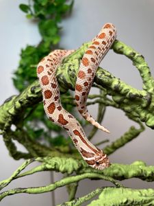 Карликова носата змія, свиноносий вуж, свинорила змійка, ручна змія, безпечна змія