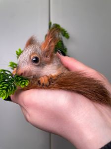 Ручна білочка, більченя, європейська білочка, маленька білочка, вольєрна білочка