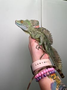 Яшірка василіск, шоломоносний василіск, ящір що бігає по воді, зелена ручна ящірка, василиск