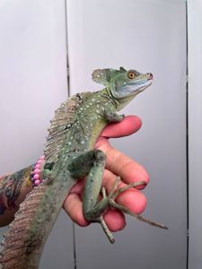 Яшірка василіск, шоломоносний василіск, ящір що бігає по воді, зелена ручна ящірка, василиск