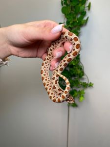 Карликова носата змія, свиноносий вуж, свинорила змійка, ручна змія, безпечна змія